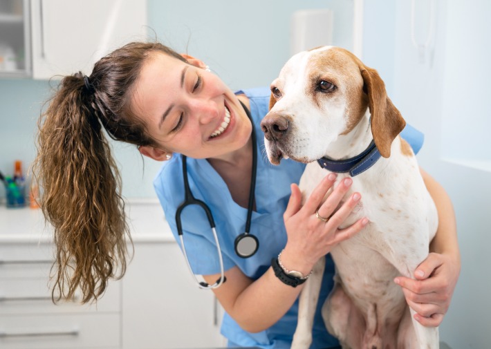 Pet care 2024 veterinary center