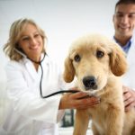 veterinary clinics in Bainbridge GA