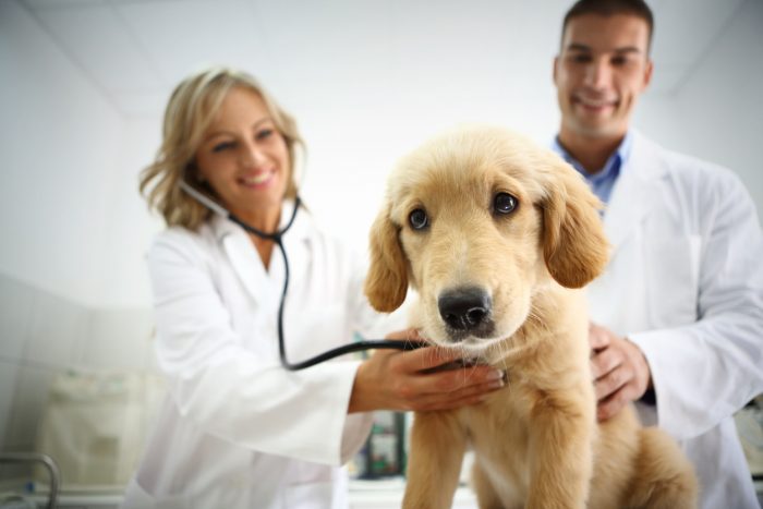 veterinary clinics in Bainbridge GA