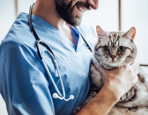 5 Ways to Celebrate National Cat Lovers Month - Companion's Choice Animal  Hospital